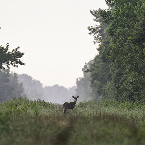 Whitetail Deer