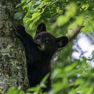 Black Bear Cub