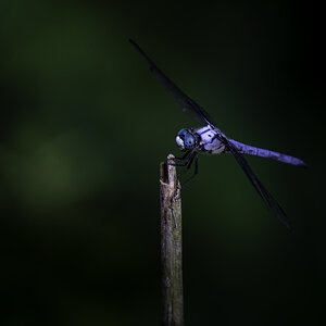 Dragonfly