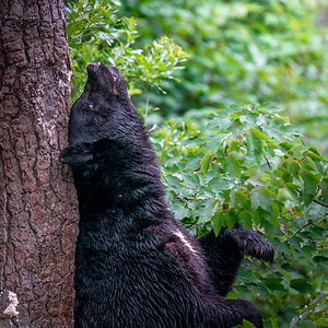 Back Scratchin’