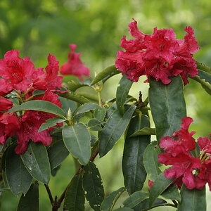 Sringtown Road Rhodies I.jpg