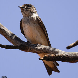 LiL Raptor Day 25-10-2021 (519).JPG