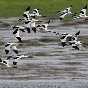 Avocets flying 3 - Arne.jpeg