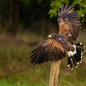 Harris Hawk.jpg