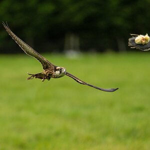 Lanner Falcon.jpg