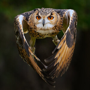 Eurasian Eagle Owl.jpg