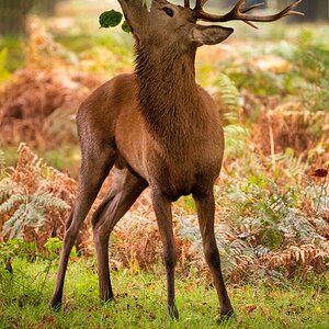 Bushy Park-2.jpg