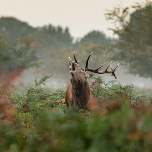 Bushy Park-3.jpg