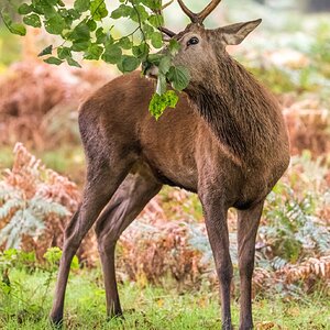 Bushy Park-4.jpg