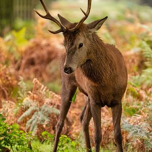 Bushy Park-5.jpg