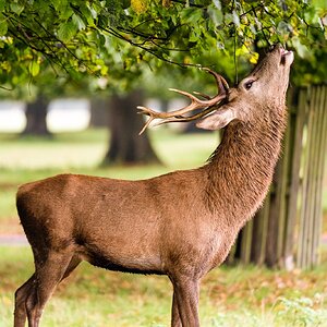 Bushy Park-6.jpg