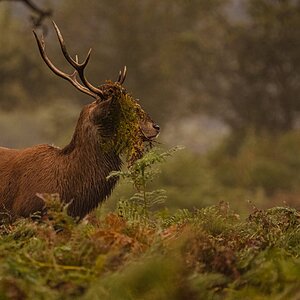 Red Deer-2.jpg