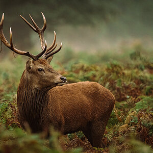 Red Deer-3.jpg