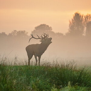 Red Deer-4.jpg