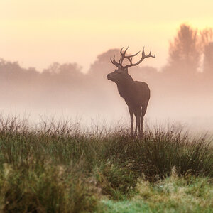 Red Deer-5.jpg