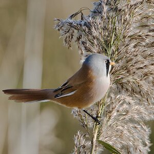 DSC05418 Male Bearded Tit.jpeg