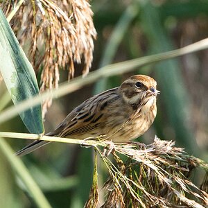 DSC05526 - female reed bunting.jpeg