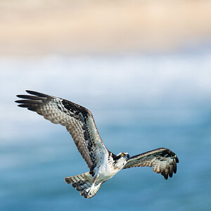 Osprey-after-miss-3200---_A1B2327-Sebastian-Inlet----FL.jpg