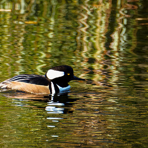 Hooded Merganser Male on the Loose.jpeg