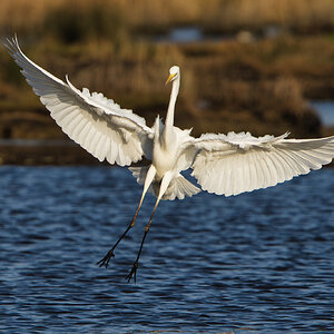 DSC06034 copy- Great White Egret landing.jpeg