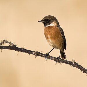 DSC06178 - stonechat-standard-scale-4_00x-gigapixel.jpg