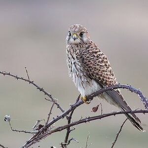 DSC06276-Kestral 3-standard-scale-4_00x-gigapixel.jpg