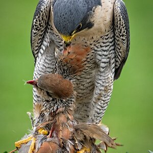 21S01508Peregrine.jpg