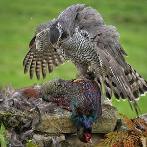 21S01777 1Goshawk.jpg