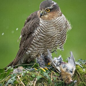 21S01817Sparrow Hawk.jpg