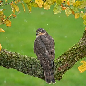 21S01801 1Sparrow Hawk.jpg