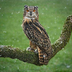 21S01852 1Eagle Owl.jpg