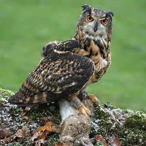 21S01896 1Eagle Owl.jpg