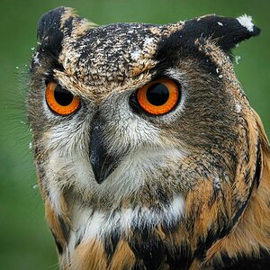 21S01903Eagle Owl.jpg