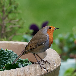 robins  a9 300 g a9 lea51.jpg