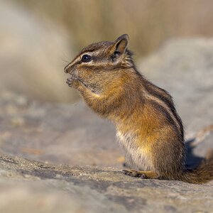 YPChipmunk-ROY-A1-5250.jpg