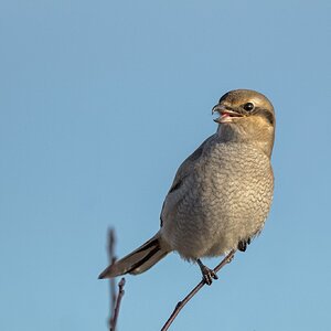 NoShrike-ROY-A1-9579.jpg