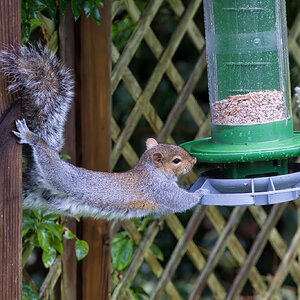 DSC06912-Squirrel on feeder.jpeg