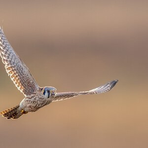 Kestrel-ROY-A1-6773.jpg