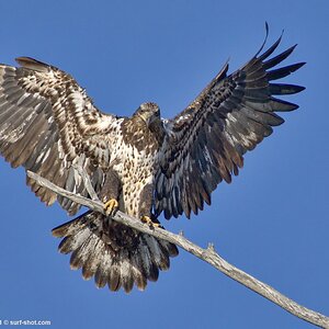 surf-shot-juvenile-bald-eagle-10-December-2021--DSC03725-s-fs-2.jpg