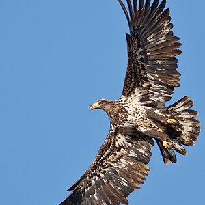 surf-shot-juvenile-bald-eagle-10-December-2021--DSC03825.jpg