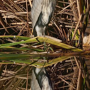 surf-shot-blue-heron-11-December-2021--DSC04222.jpg