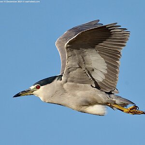 surf-shot-black-crowned-night-heron-11-December-2021--DSC04286.jpg