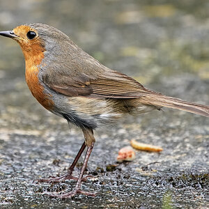 robin 2021 a9 200-600 + 1.4 _11.jpg