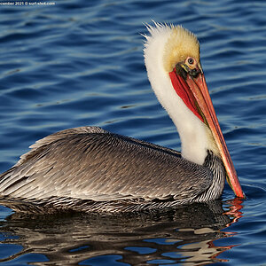 surf-shot-California-brown-pelican-15-December-2021--04763.jpg