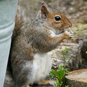 squirrel from earlier this year