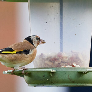 goldfinch 1.jpg