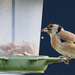 goldfinch 2.jpg