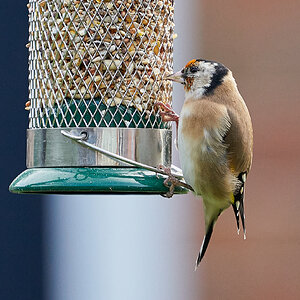 goldfinch 4.jpg