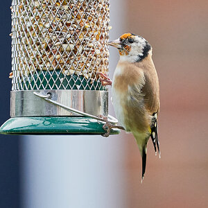 goldfinch 9.jpg