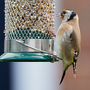 goldfinch 8.jpg